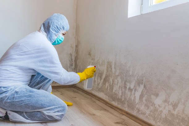 Black mold inspection in Arlington Heights