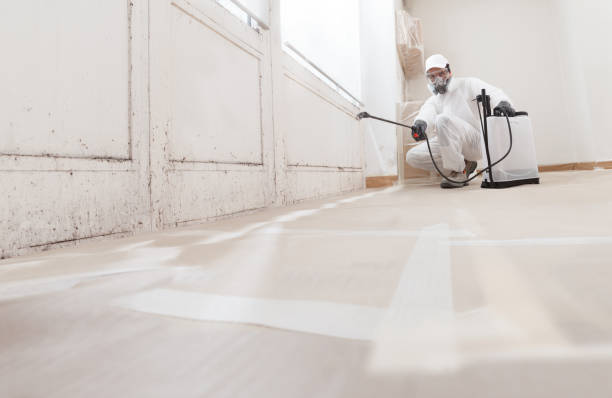 Black mold remediation team in Arlington Heights